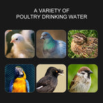 Automatic Water Drinker Drinking Cup Quail Chicken Bird Coop Chick Feed Cup Bowl Kit Feed Cup