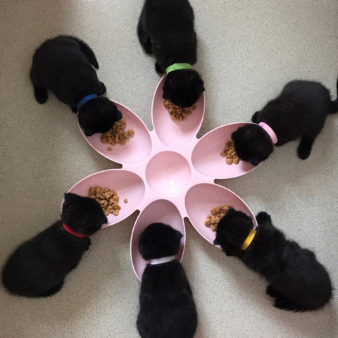 6 In 1 Pet Bowls